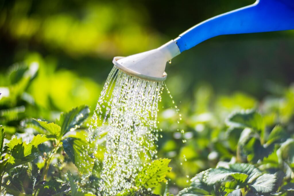 regar-plantas-fresa-plantacion-calor-verano-regadera-concepto-jardineria-plantas-agricolas-que-crecen-fila-cama (1)(1)